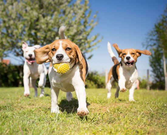 Bark In The Park: Barkaritaville Dog Park
